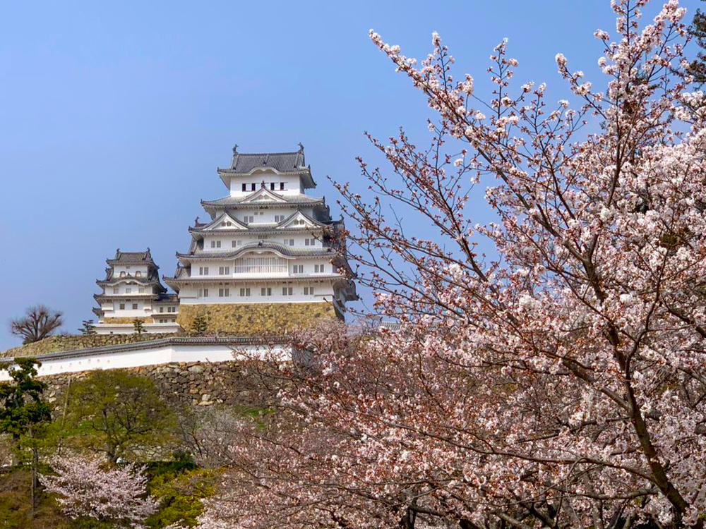 兵庫県 国宝姫路城の桜が見事でした 空 雲好きイラストレーターの一人言